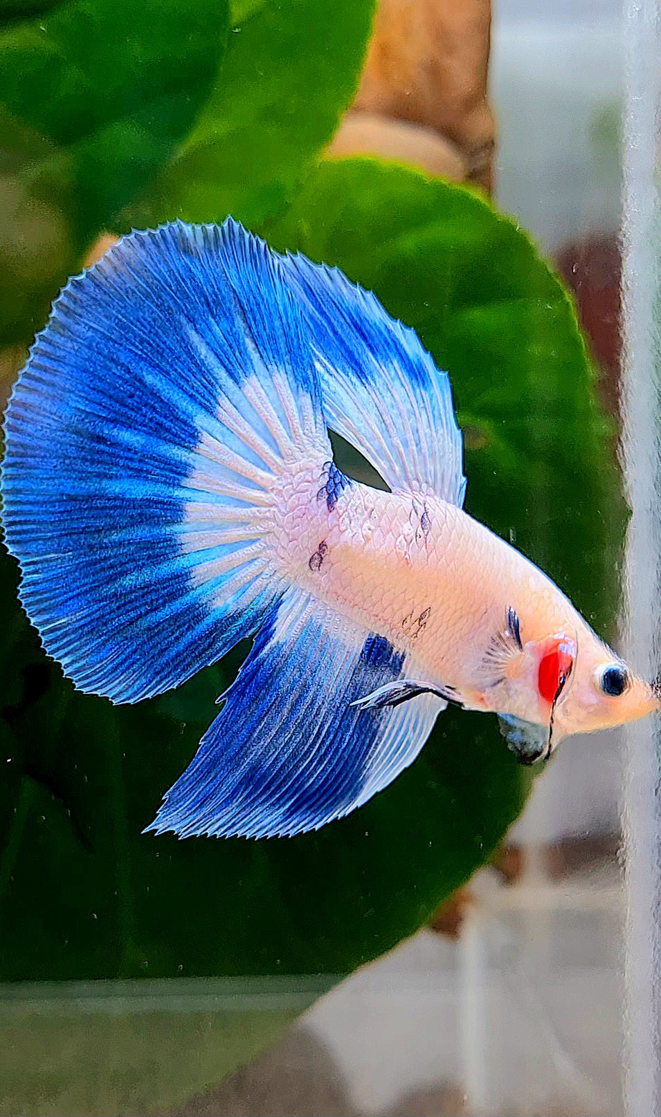 HALFMOON BLUE RIM DOTS MARBLE BETTA FISH