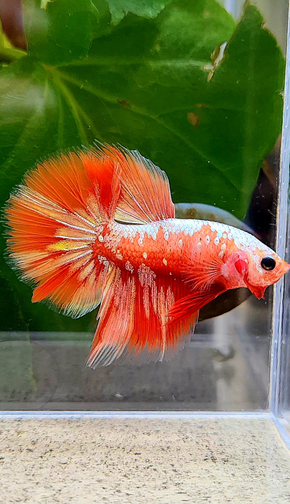 HALFMOON RED GOLD GALAXY RGG BETTA FISH