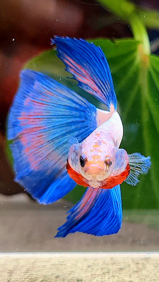 HALFMOON BLUE RIM FLAMINGGO BETTA FISH