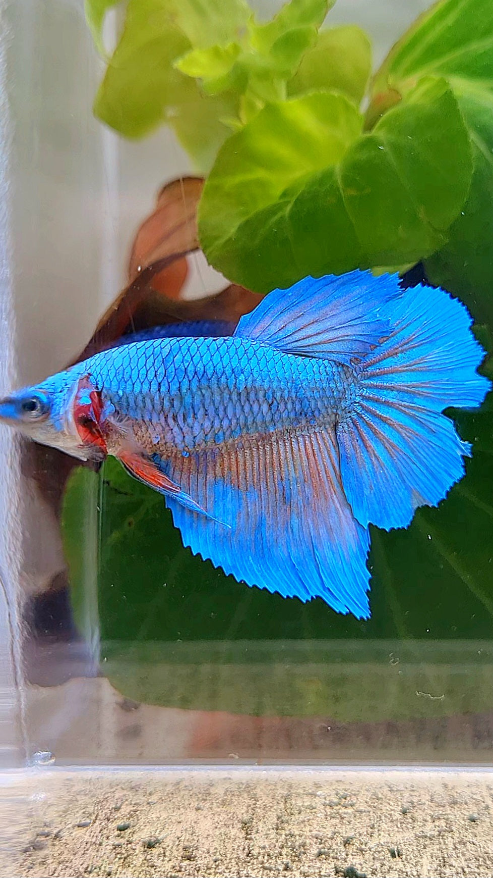 FEMALE HALFMOON BLUE ORANGE WASH BETTA FISH