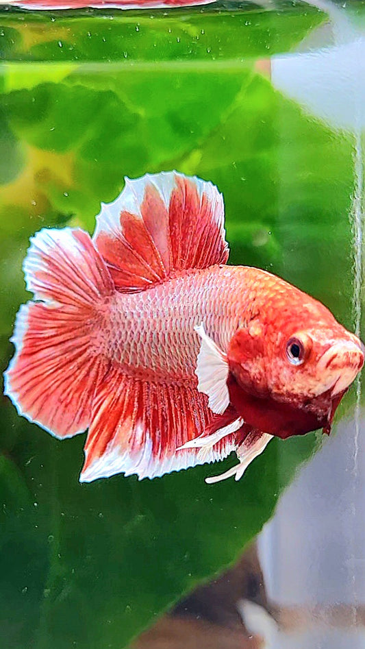 PLAKAT DOUBLE TAIL BIG EAR RED LAVENDER BETTA FISH