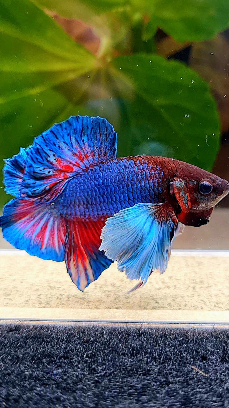 PLAKAT DOUBLE TAIL DUMBO EAR BLUE TURQUOISE BETTA FISH
