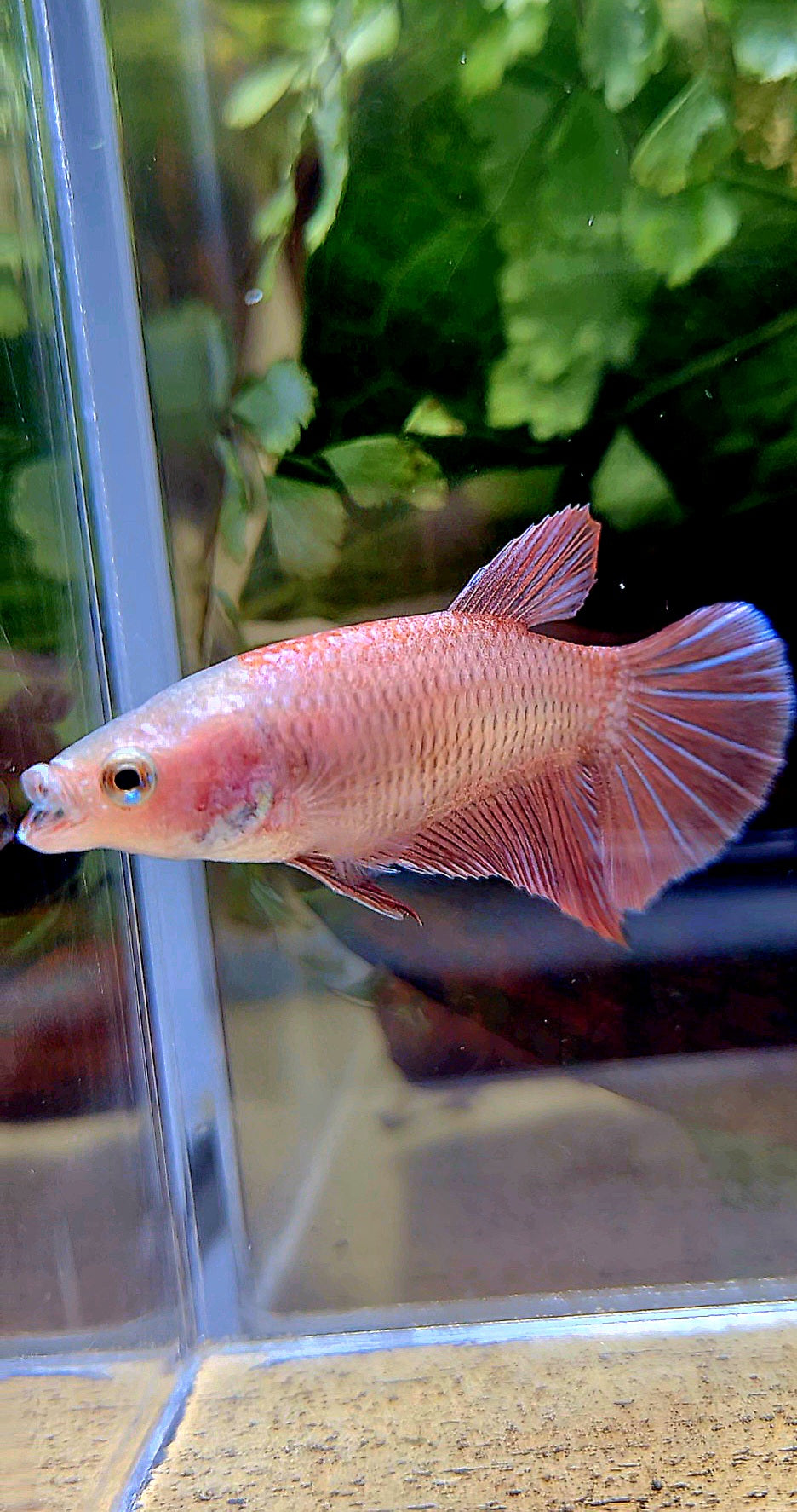 FEMALE PLAKAT MAGENTA BETTA FISH