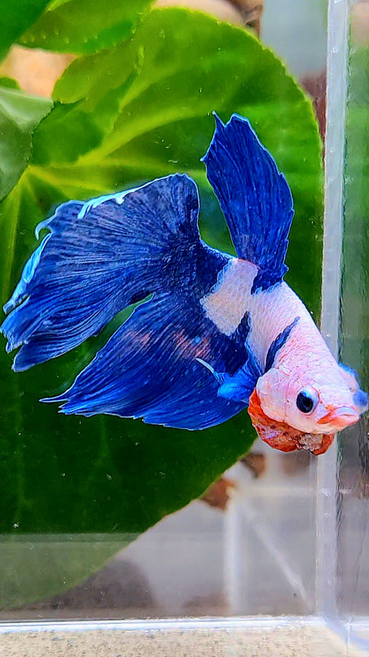 HALFMOON PINK FANCY FLAMINGGO BLUE DOT BETTA FISH
