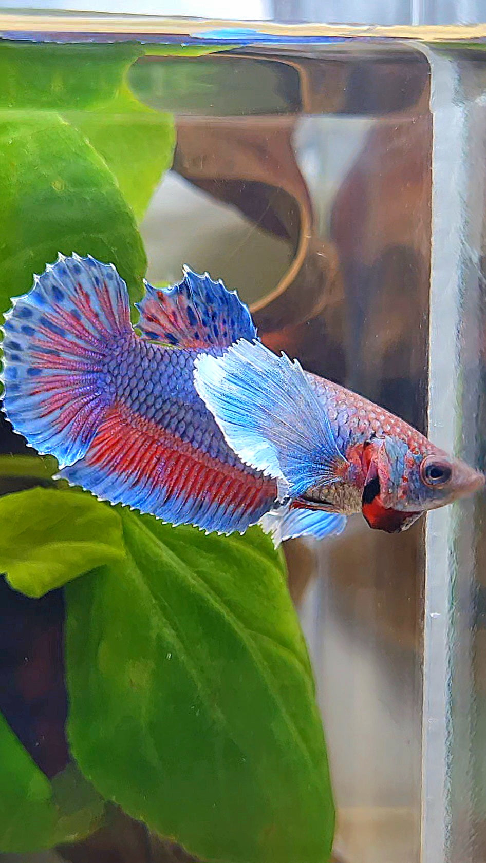 FEMALE PLAKAT SUPER DUMBO EAR BLUE PURPLE BETTA FISH