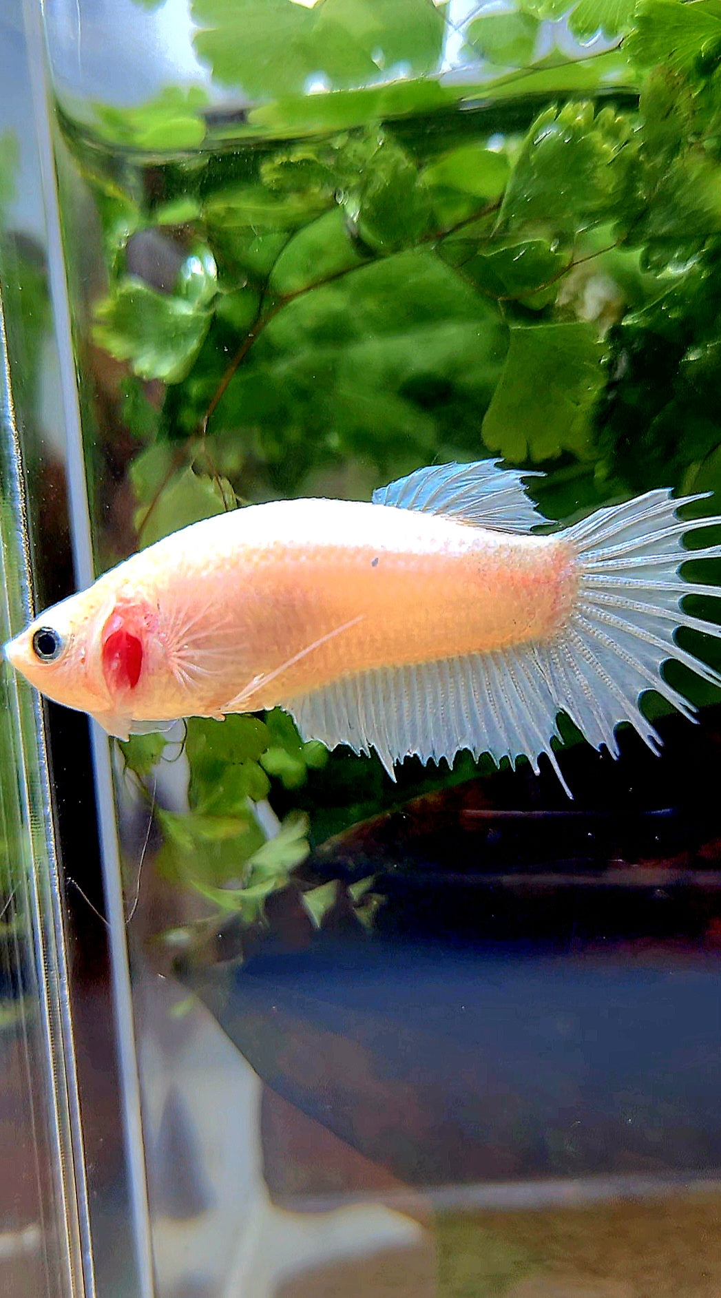 FEMALE CROWNTAIL PLAKAT WHITE BETTA FISH