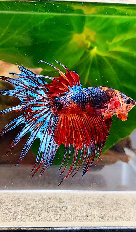 CROWNTAIL RED METALLIC SUPER MULTICOLORBETTA FISH