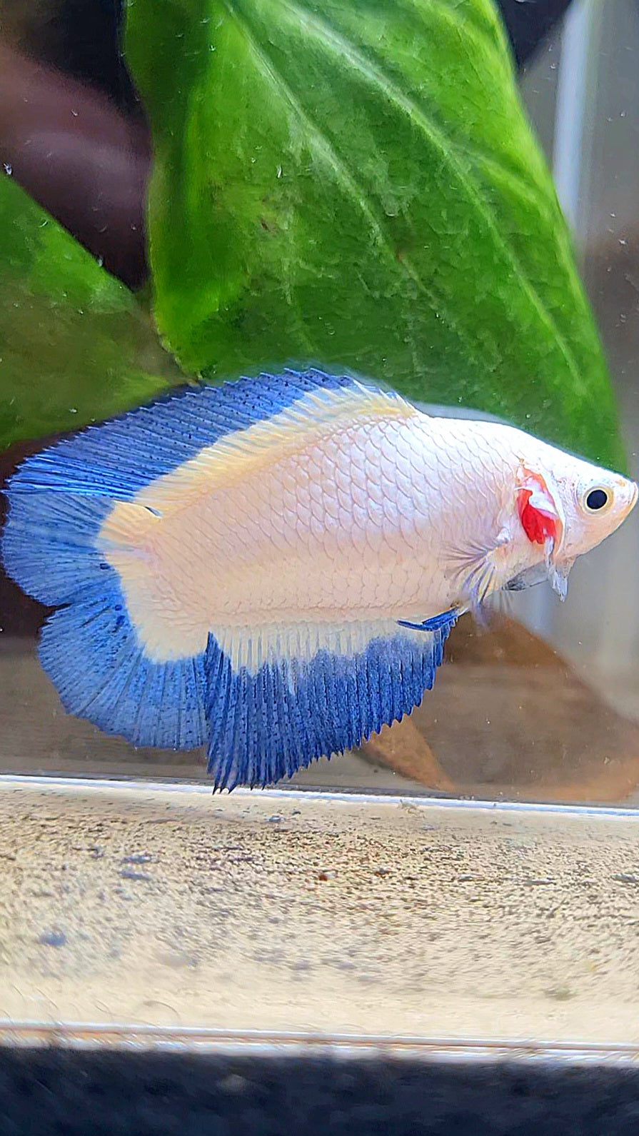 FEMALE HALFMOON DOUBLE TAIL BLUE RIM BUTTERFLY BETTA FISH