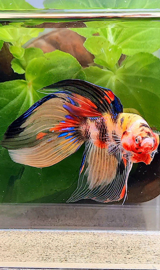 VEILTAIL YELLOW KOI TIGER MULTICOLOR BETTA FISH