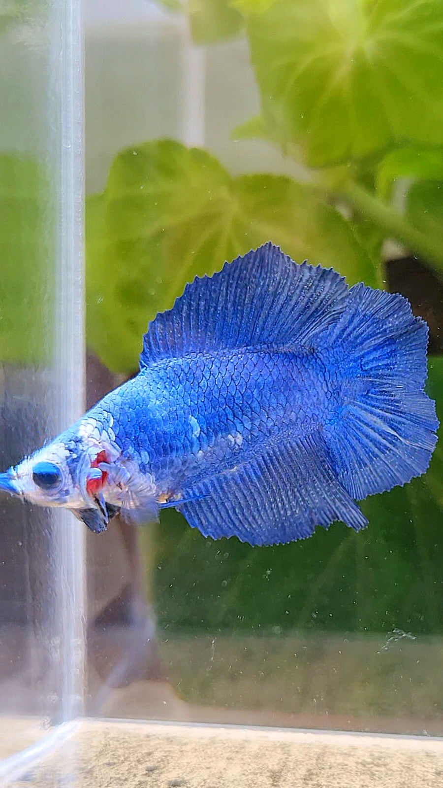FEMALE HALFMOON DOUBLE TAIL BLUE BETTA FISH