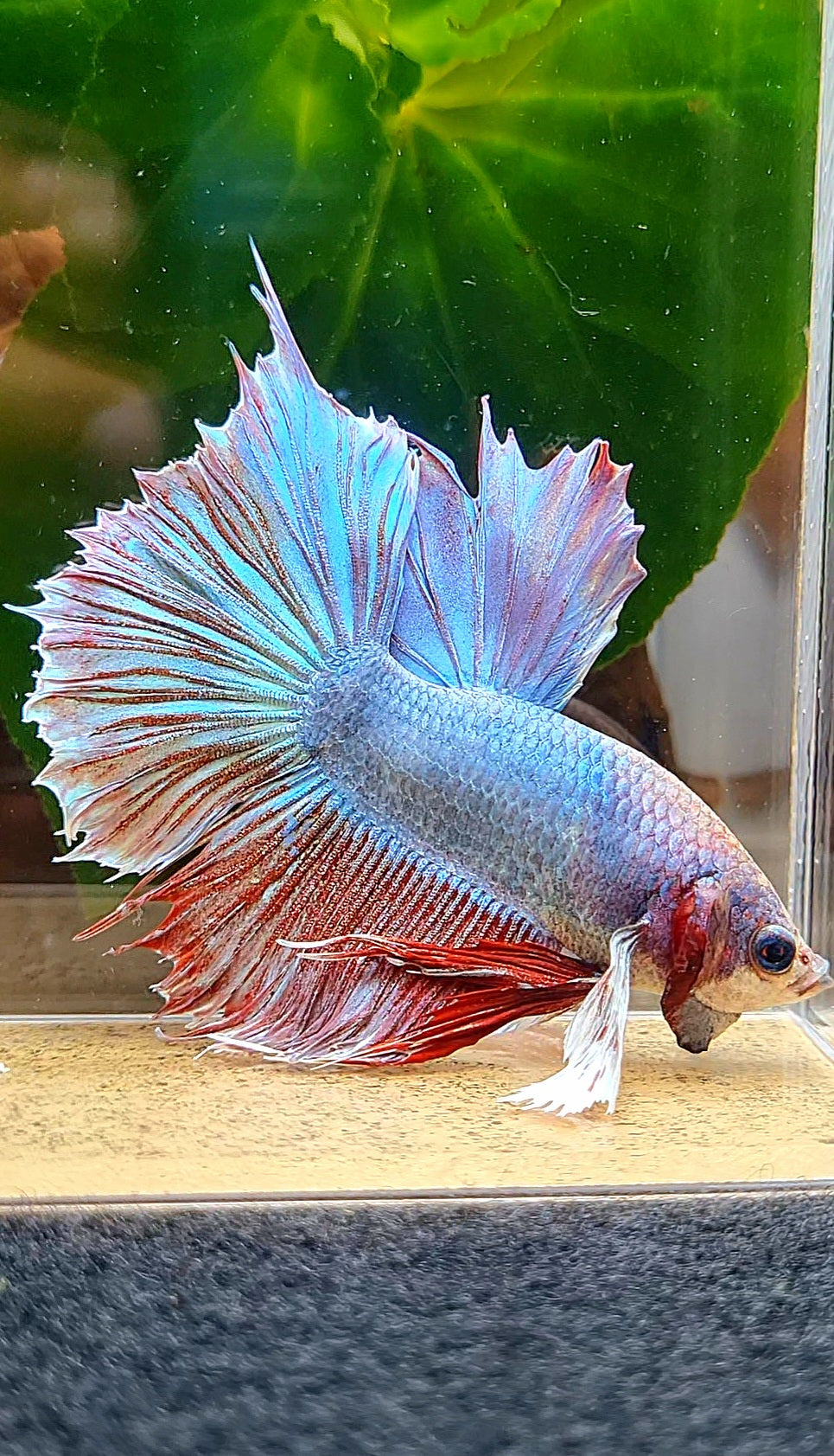 HALFSUN DUMBO EAR FANCY RED PURPLE BETTA FISH