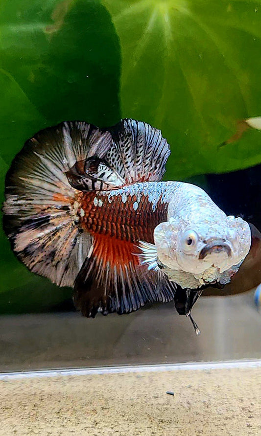 PLAKAT BLACK SAMURAI MASKING BETTA FISH
