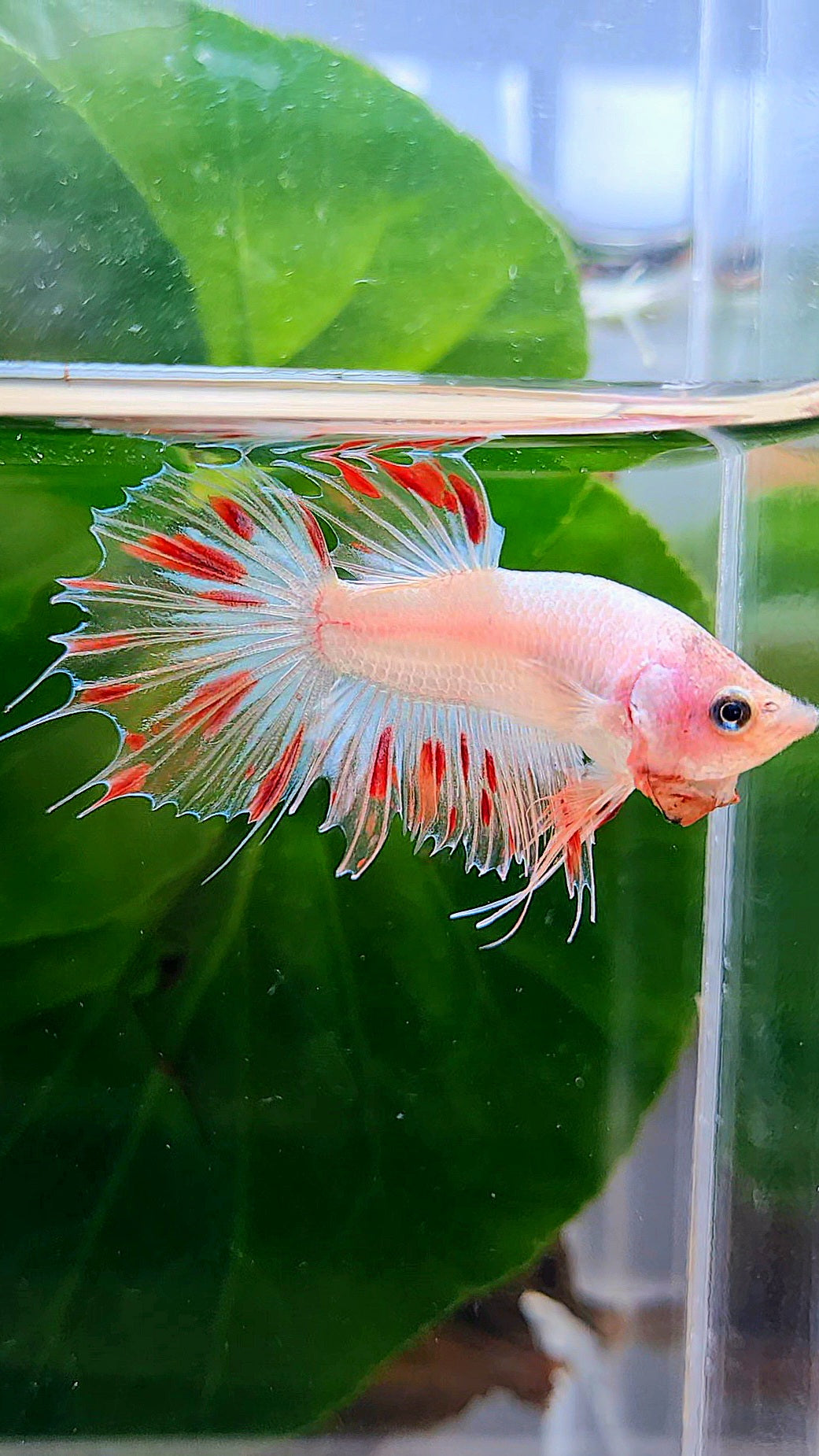 CROWNTAIL FANCY ARMAGEDDON BETTA FISH