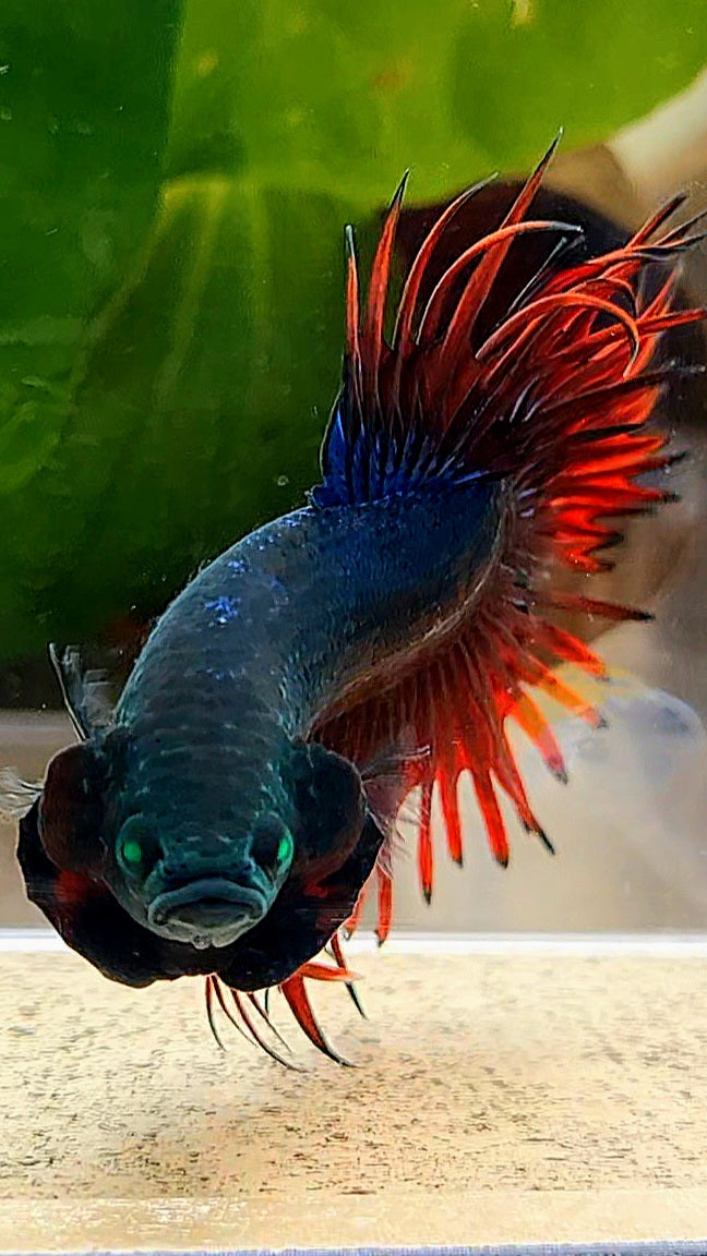 CROWNTAIL HULK VAMPIRE BETTA FISH