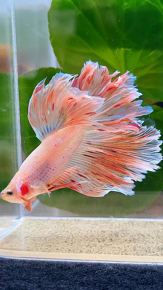 HALFMOON ROSETAIL PINK FANCY FLAMINGGO ARMAGEDDON BETTA FISH