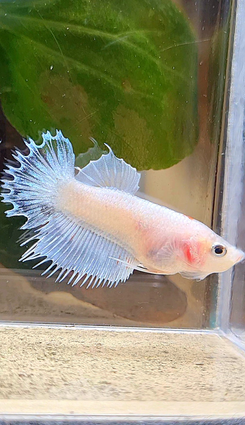 FEMALE CROWNTAIL PLAKAT WHITE CELLOPHANE BETTA FISH