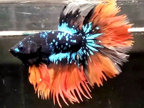 LUXURY CROWNTAIL HALFMOON BLACKSTAR GALAXY AVATAR BLUE ORANGE NEMO BETTA FISH