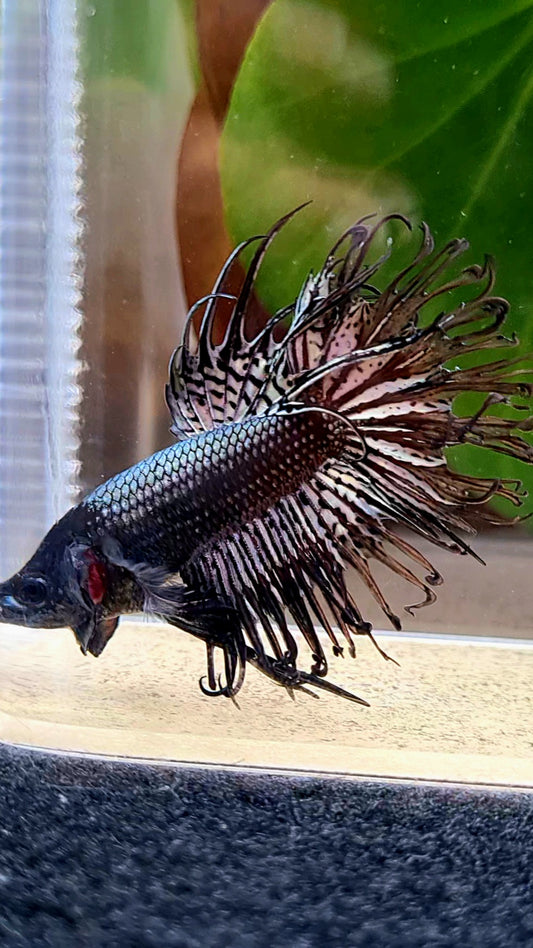 CROWNTAIL BLACK COPPER HYBRID WILD BETTA FISH
