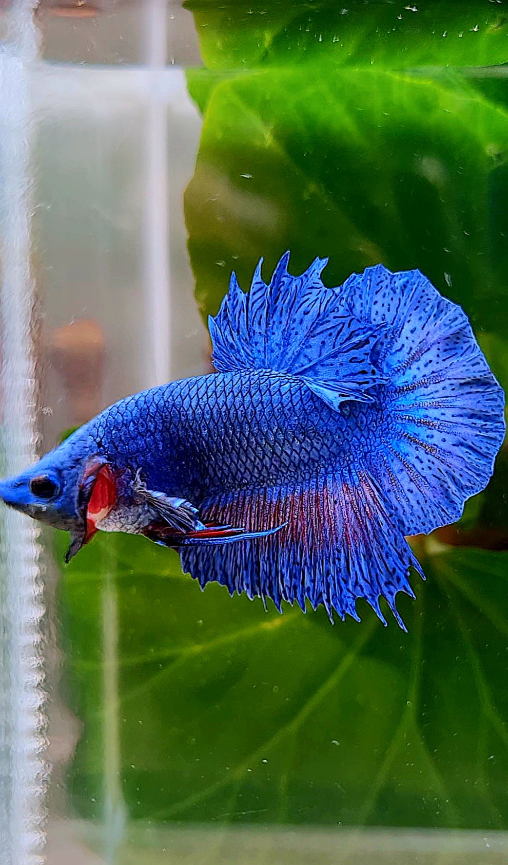 CROWNTAIL PLAKAT BLUE FANCY BETTA FISH