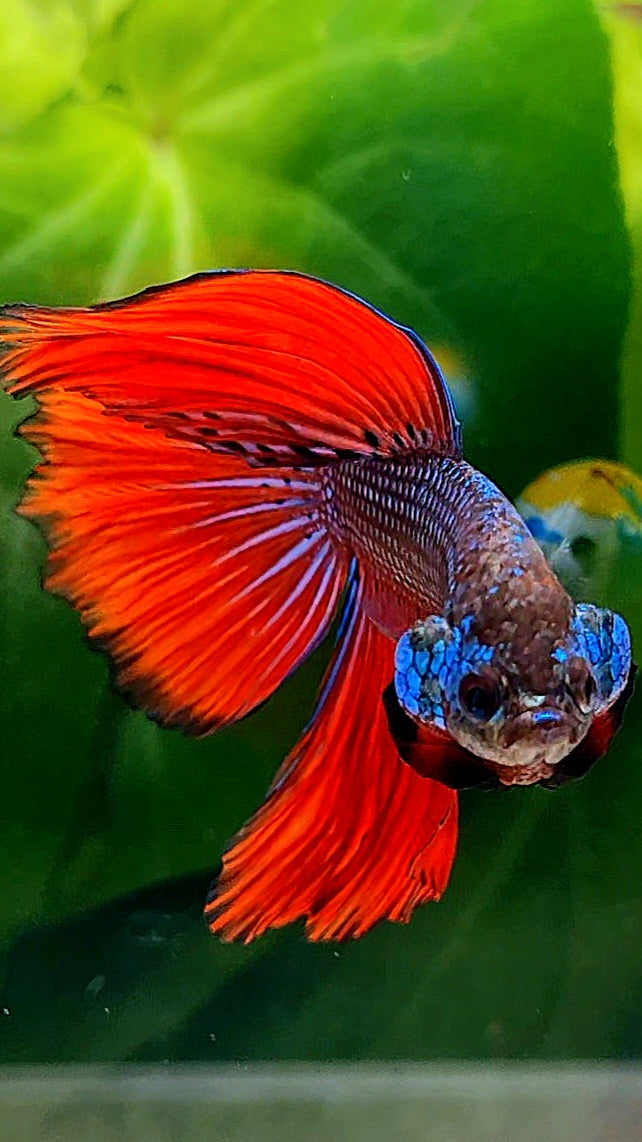 HALFMOON IMBELLIS RED BLUE HYBRID WILD BETTA FISH