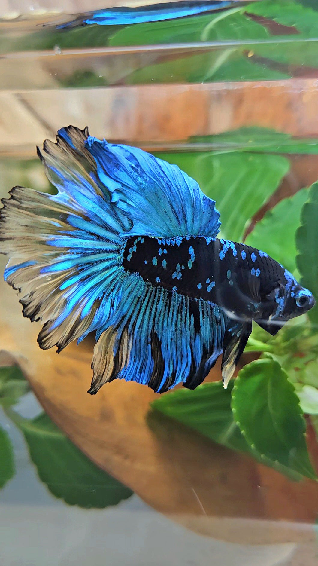 HALFMOON ROSETAIL BLACK GALAXY AVATAR BLUE YELLOW BETTA FISH