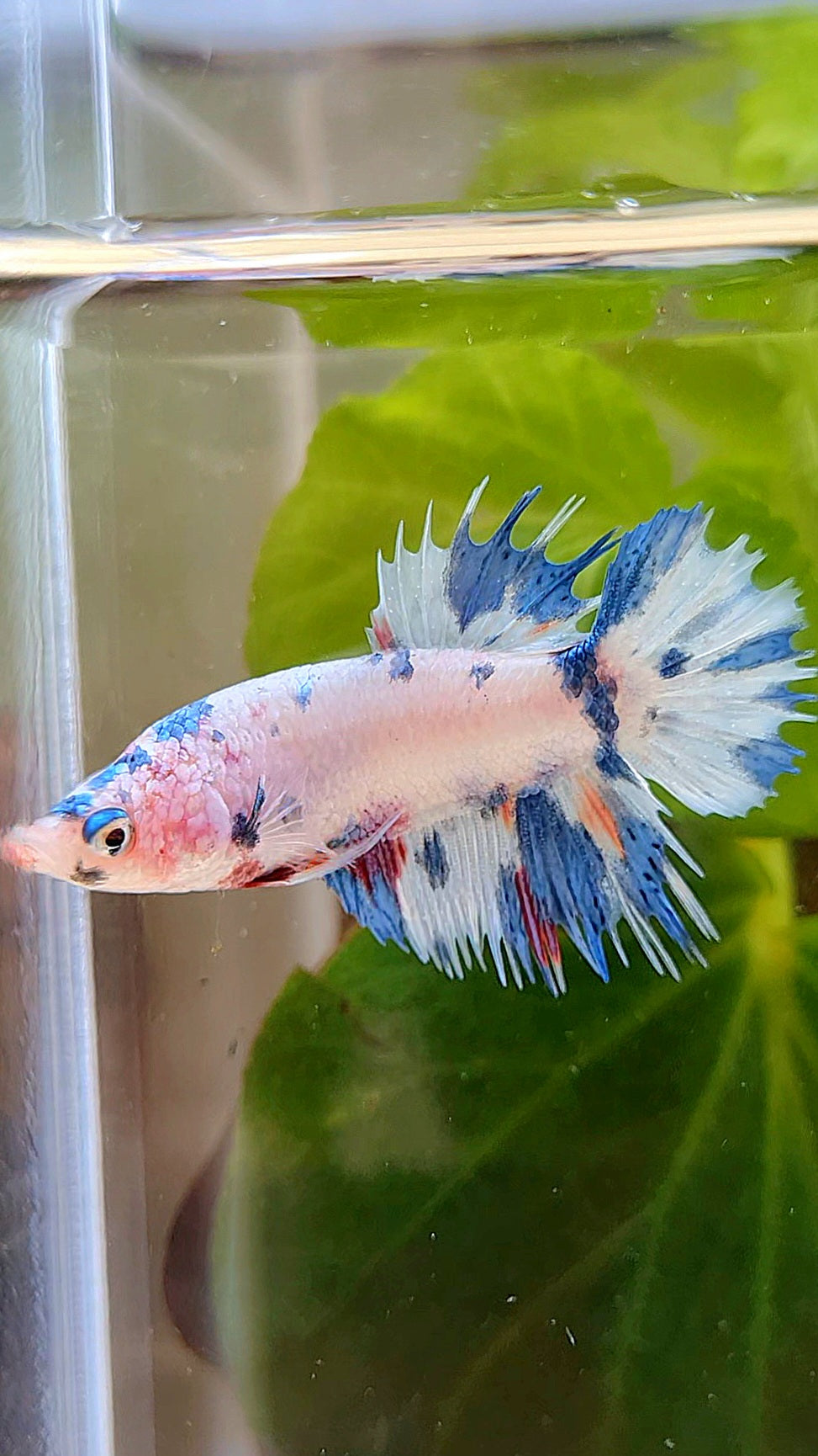 FEMALE CROWNTAIL WHITE CANDY BLUE MULTICOLOR BETTA FISH