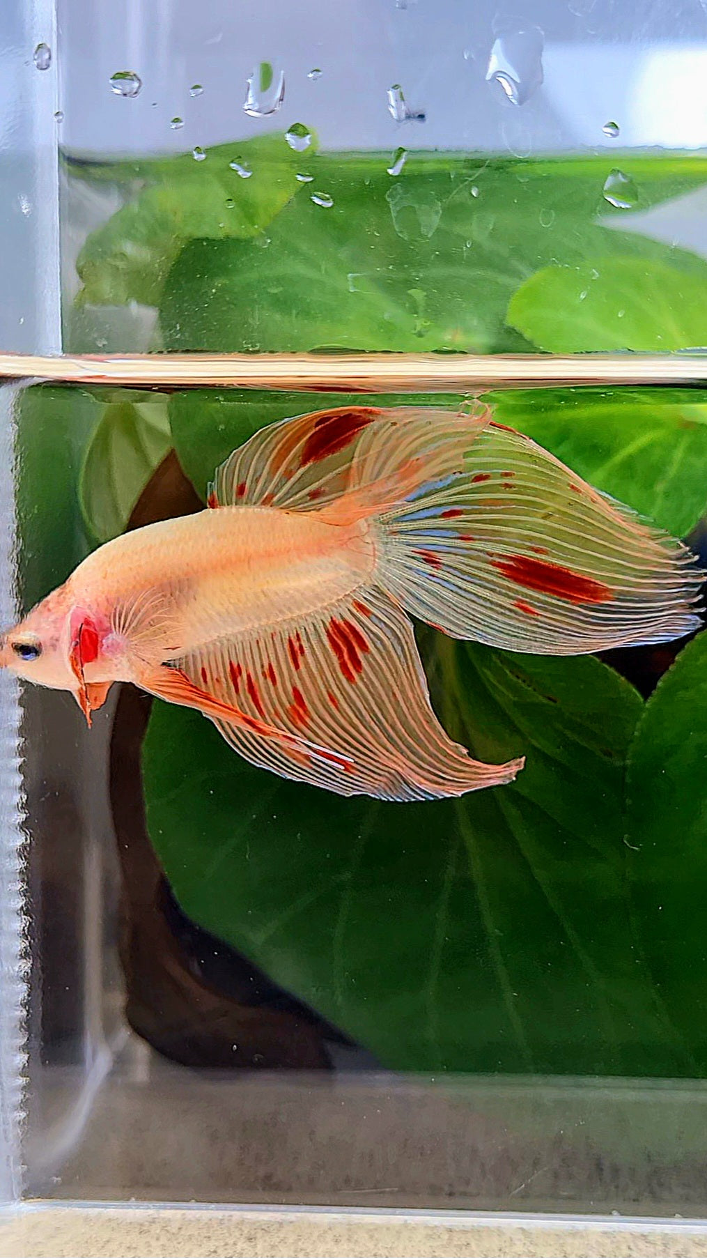 VEILTAIL ARMAGEDDON BETTA FISH