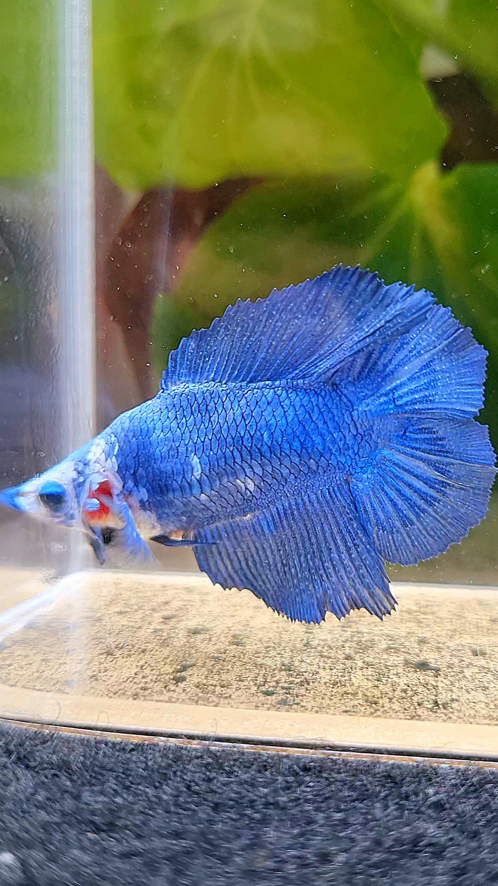 FEMALE HALFMOON DOUBLE TAIL BLUE BETTA FISH