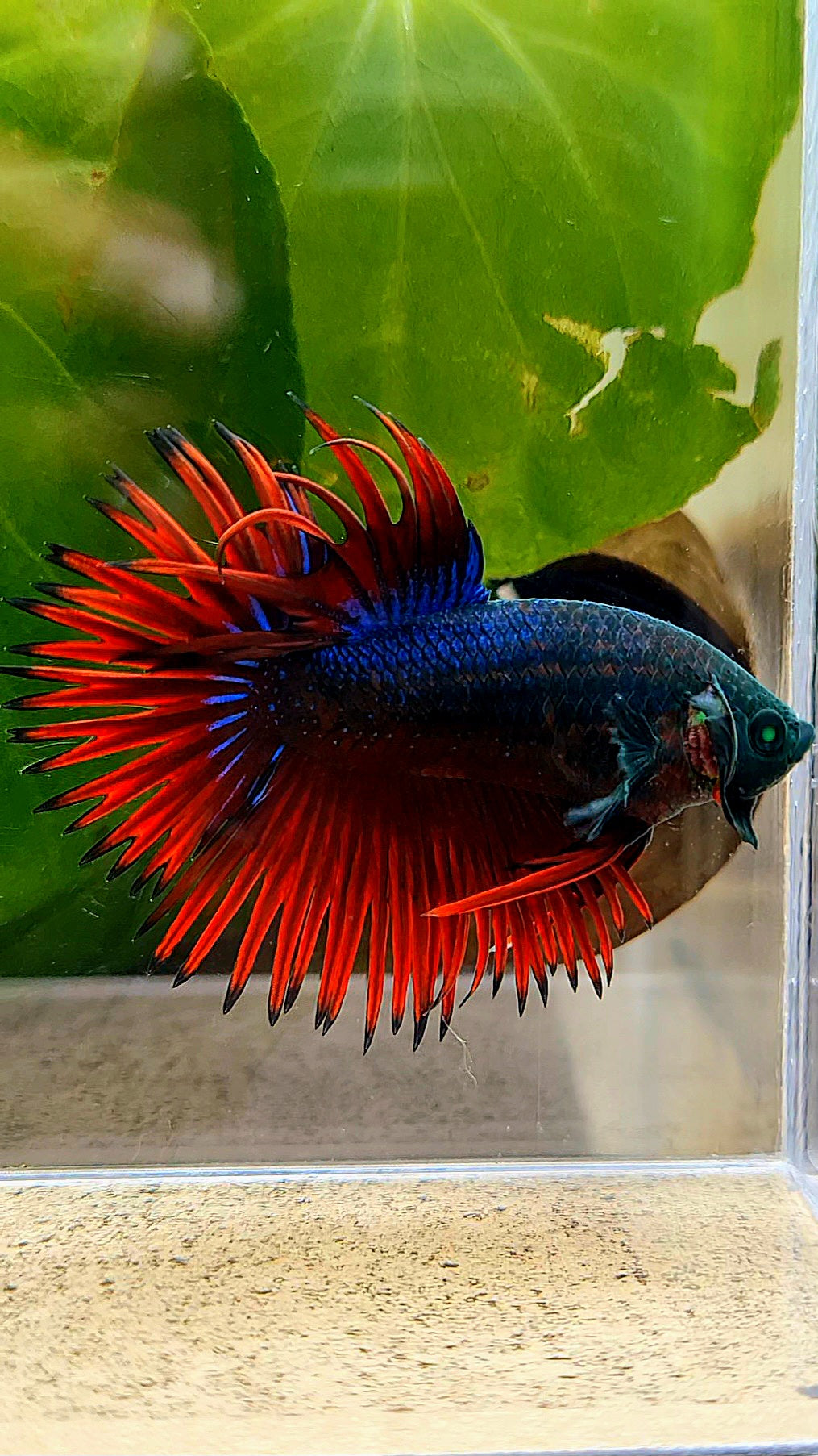 CROWNTAIL HULK VAMPIRE BETTA FISH