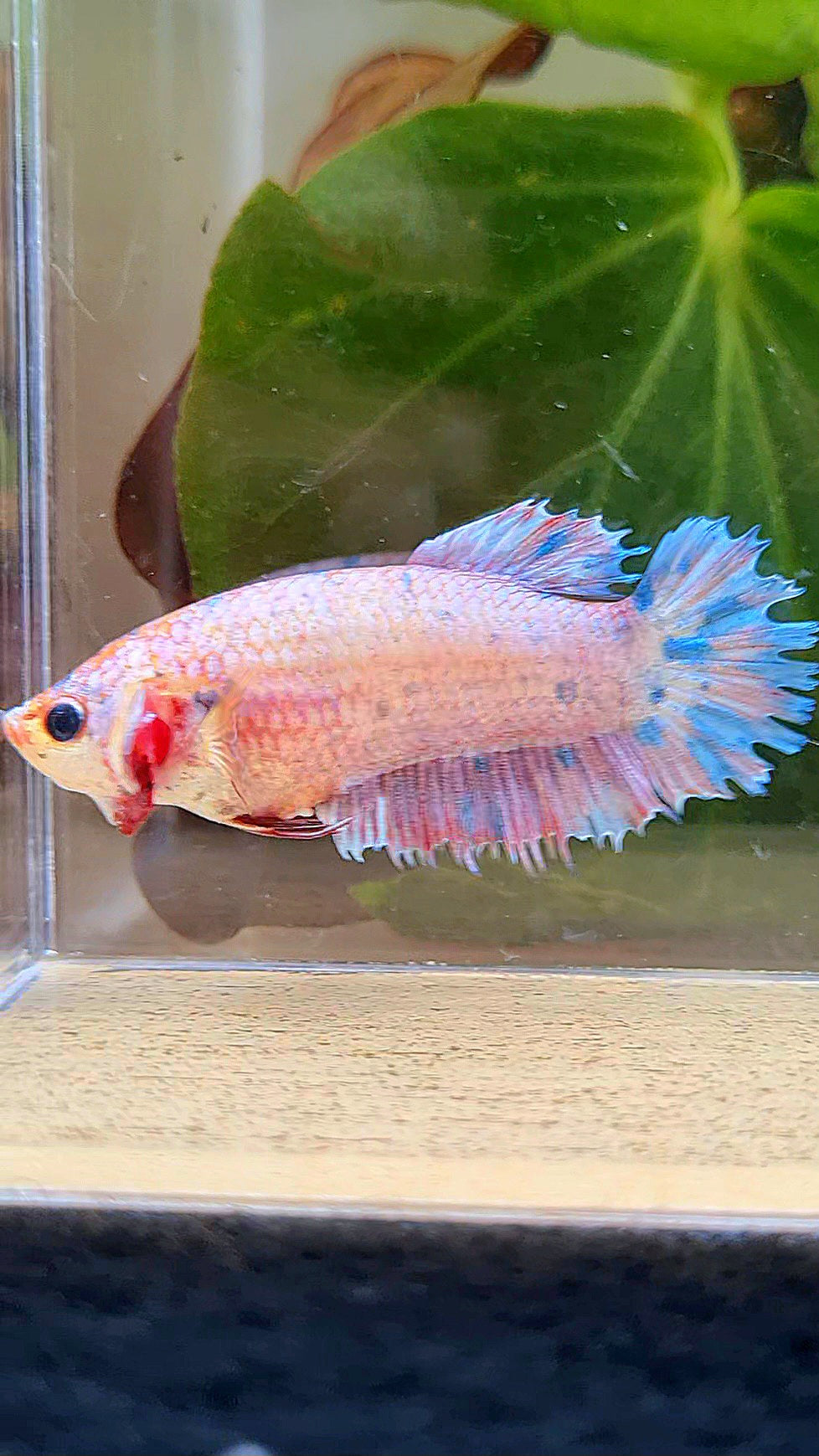 FEMALE CROWNTAIL PLAKAT CANDY MULTICOLOR BETTA FISH
