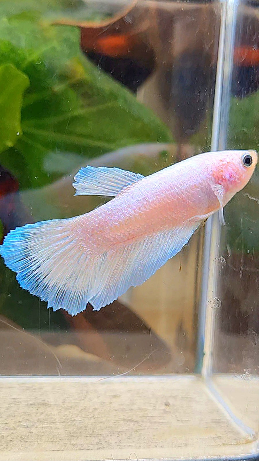 FEMALE HALFMOON WHITE BLUE THIN BETTA FISH