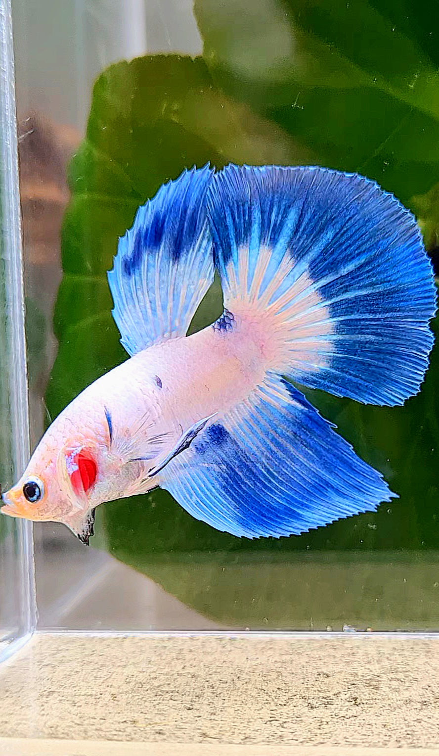 HALFMOON BLUE RIM DOTS MARBLE BETTA FISH