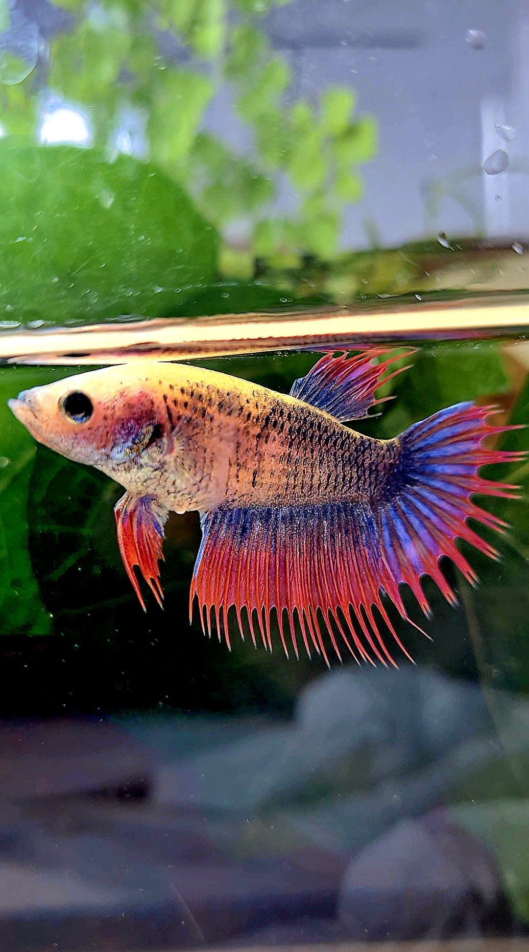FEMALE CROWNTAIL PURPLE MASCOT BETTA FISH