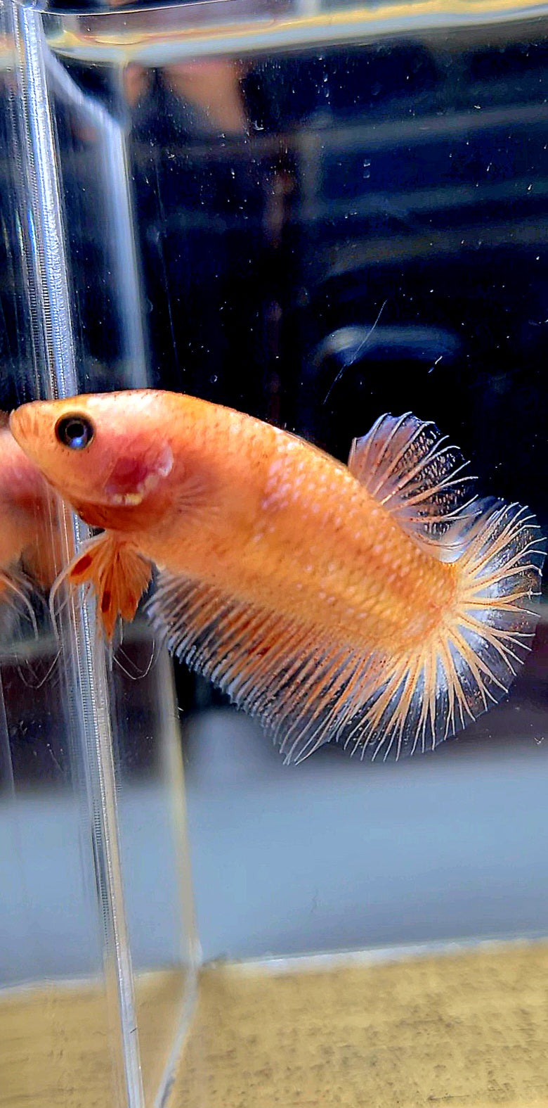 FEMALE PLAKAT CELLOPHANE TRANSPARENT BETTA FISH