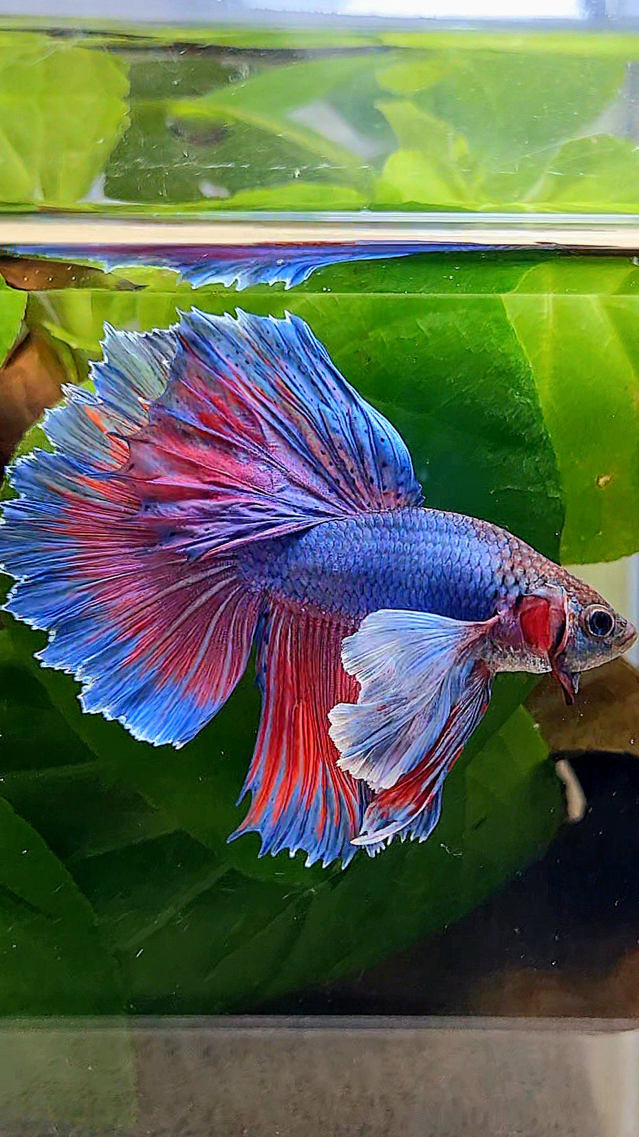 HALFMOON SUPER DUMBO EAR BLUE PURPLE RED BETTA FISH