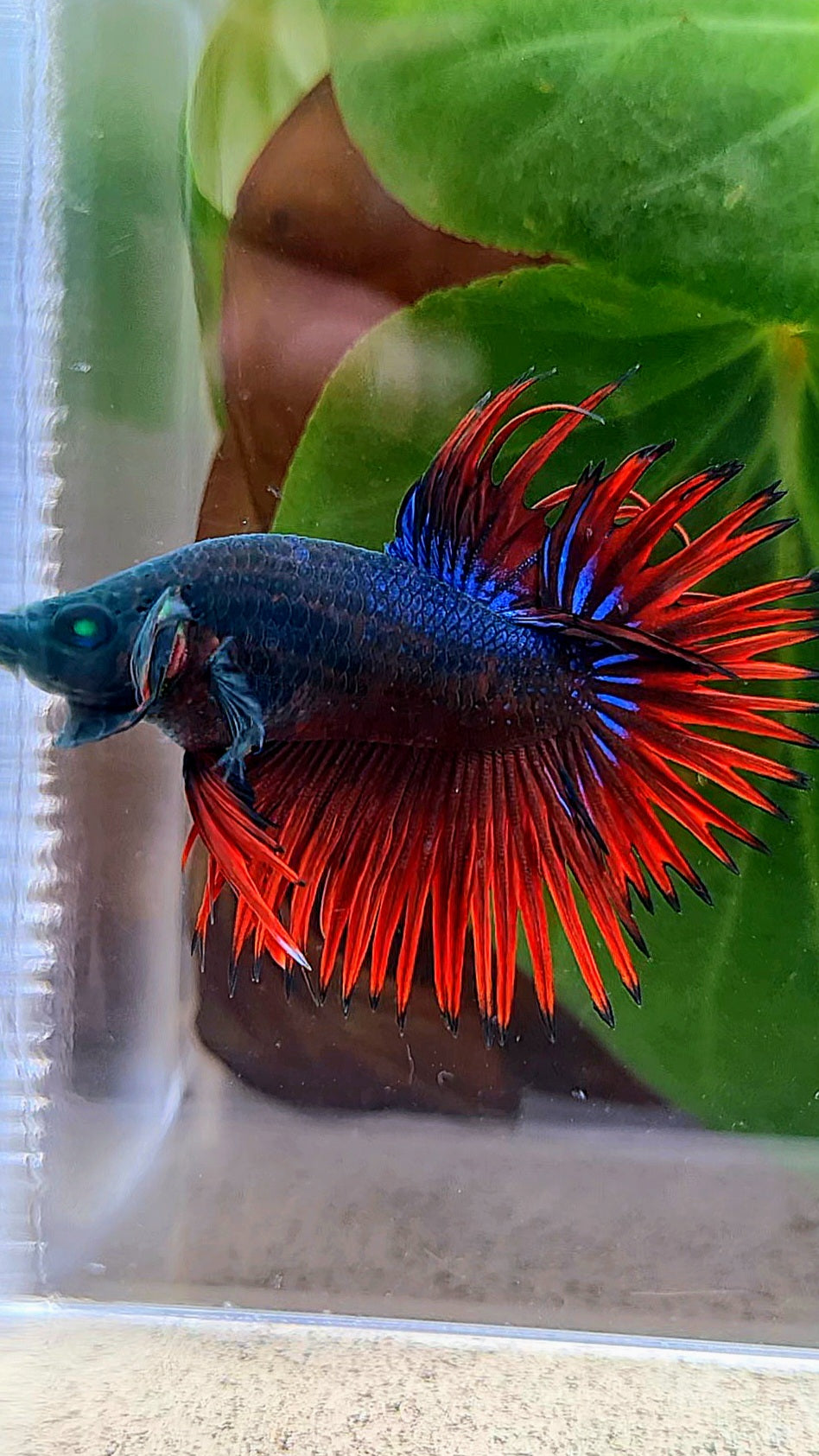 CROWNTAIL HULK VAMPIRE BETTA FISH