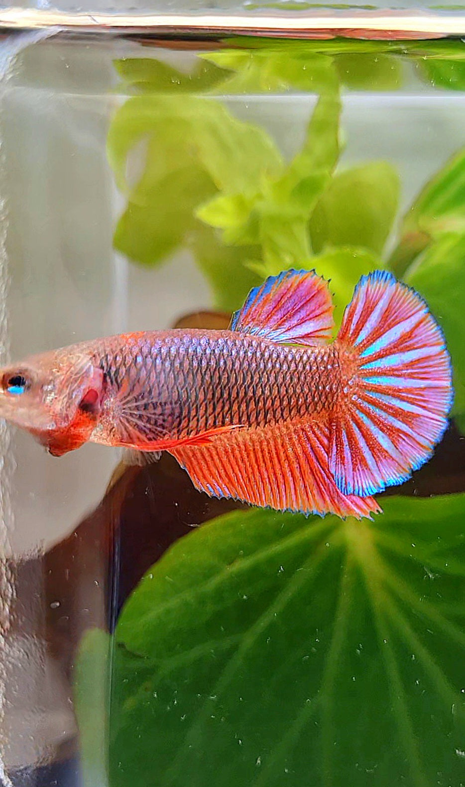 FEMALE HMPK RED PURPLE FANCY BETTA FISH