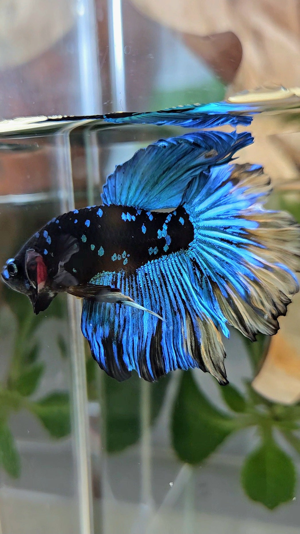 HALFMOON ROSETAIL BLACK GALAXY AVATAR BLUE YELLOW BETTA FISH