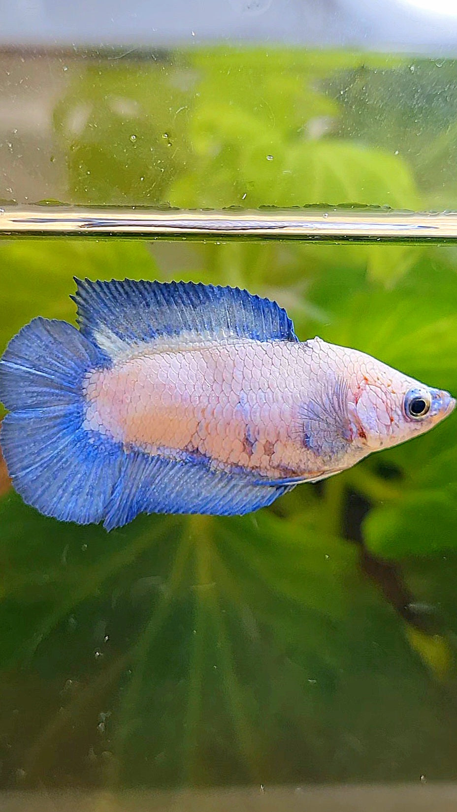 FEMALE PLAKAT DOUBLE TAIL BLUE RIM BETTA FISH