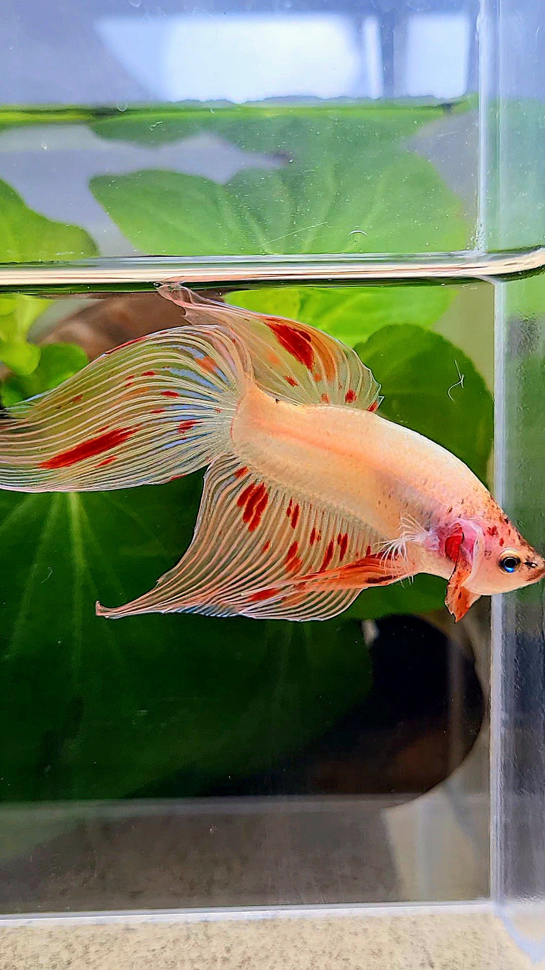 VEILTAIL ARMAGEDDON BETTA FISH
