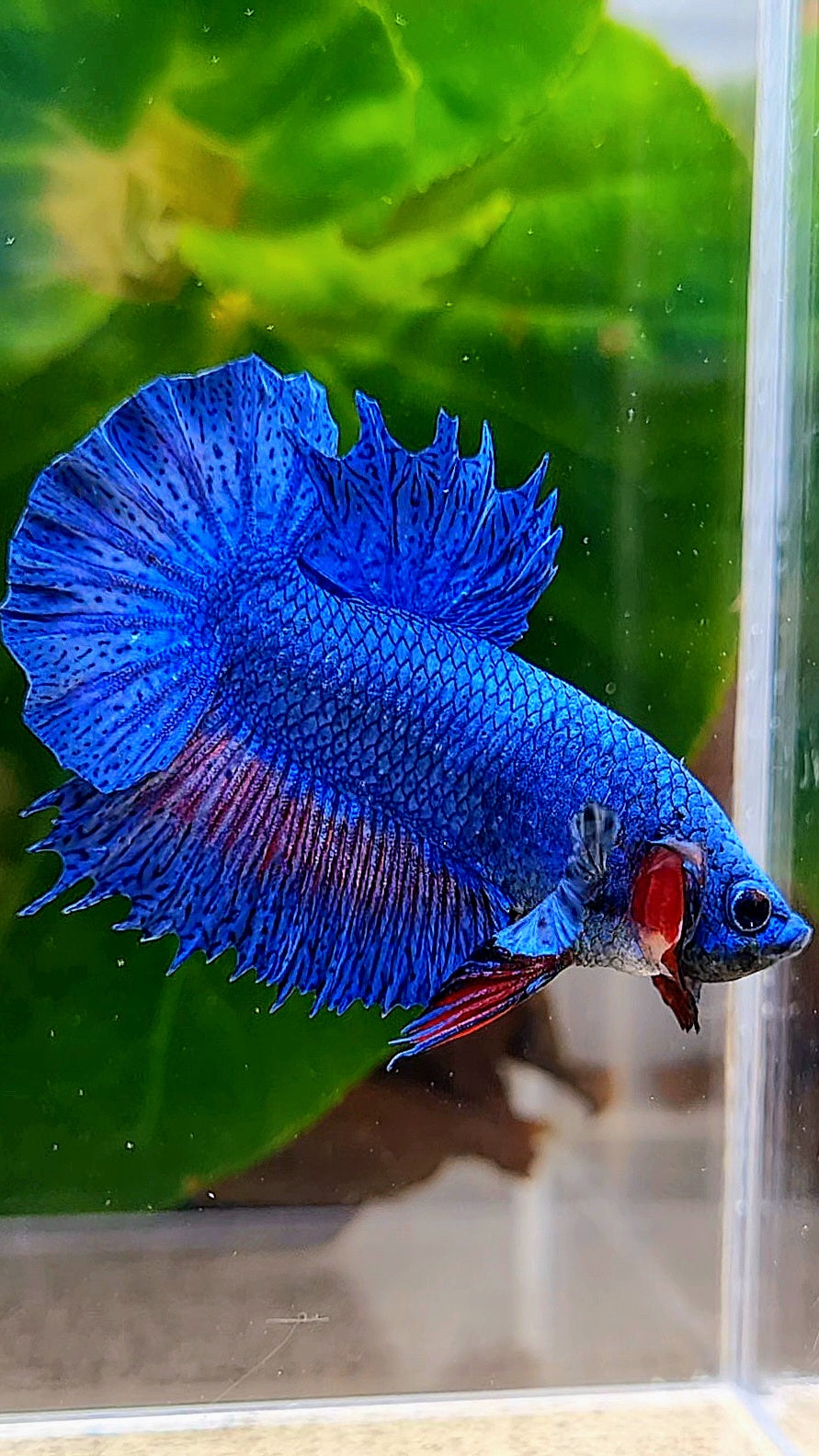 CROWNTAIL PLAKAT BLUE FANCY BETTA FISH