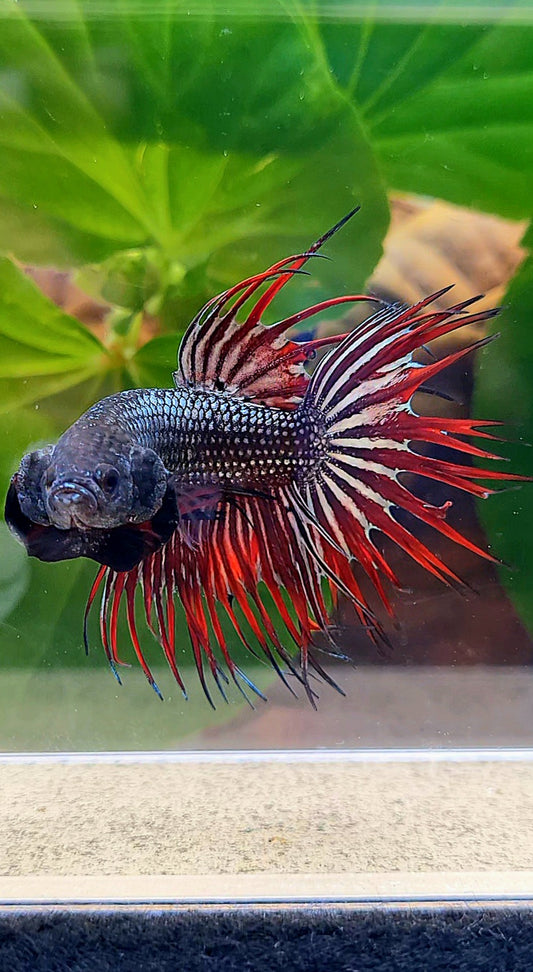 CROWNTAIL IMBELIS RED COPPER HYBRID WILD BETTA FISH