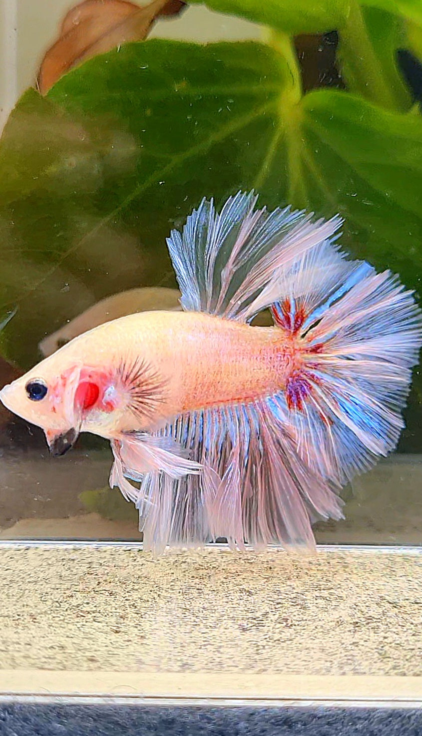 KING ROSETAIL HALFMOON WHITE CELLOPHANE UNIQUE BETTA FISH