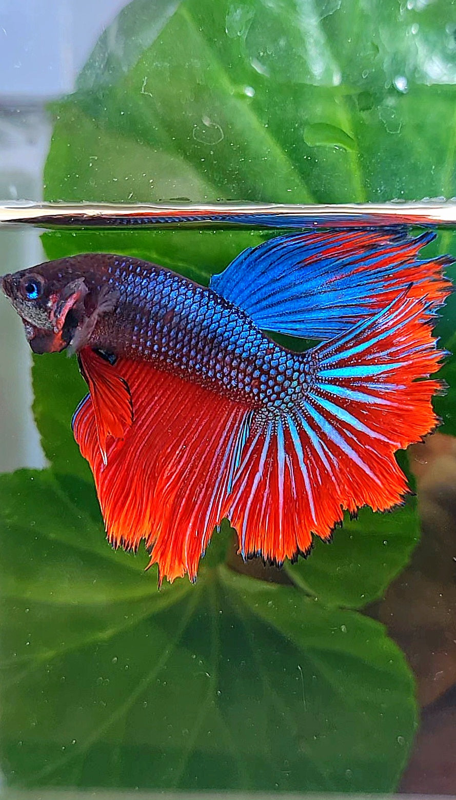 HALFMOON IMBELLIS BLUE RED HYBRID WILD BETTA FISH