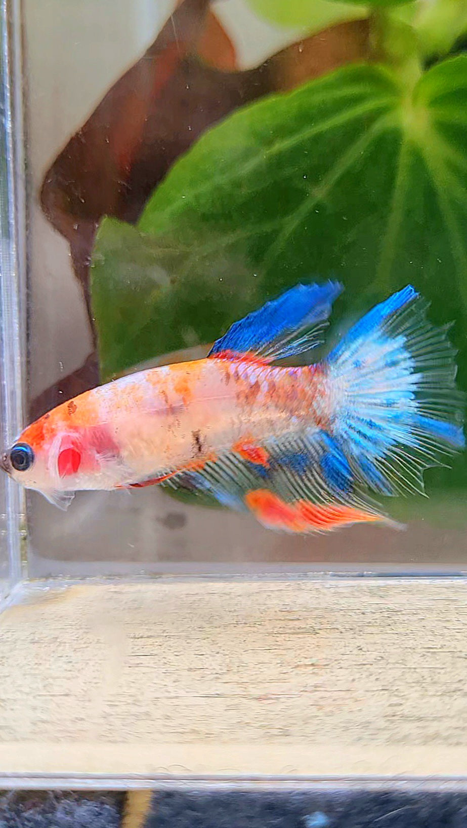 FEMALE HALFMOON KOI MULTICOLOR BETTA FISH