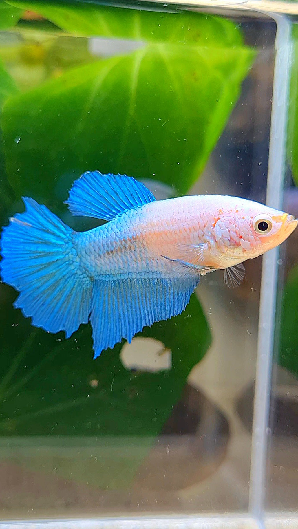 FEMALE HALFMOON BLUE WHITE FACE BETTA FISH