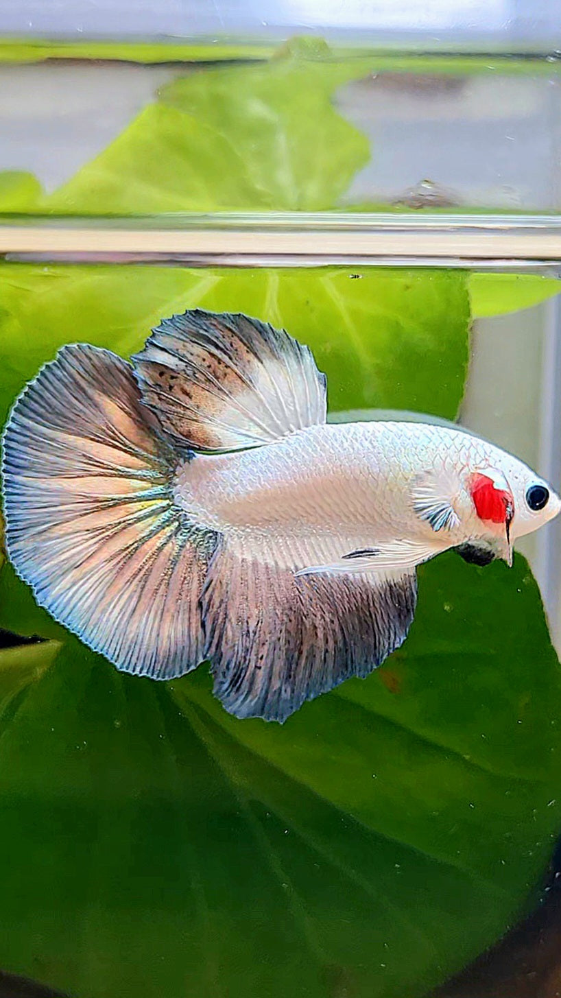 HALFMOON COPPER RIM BETTA FISH