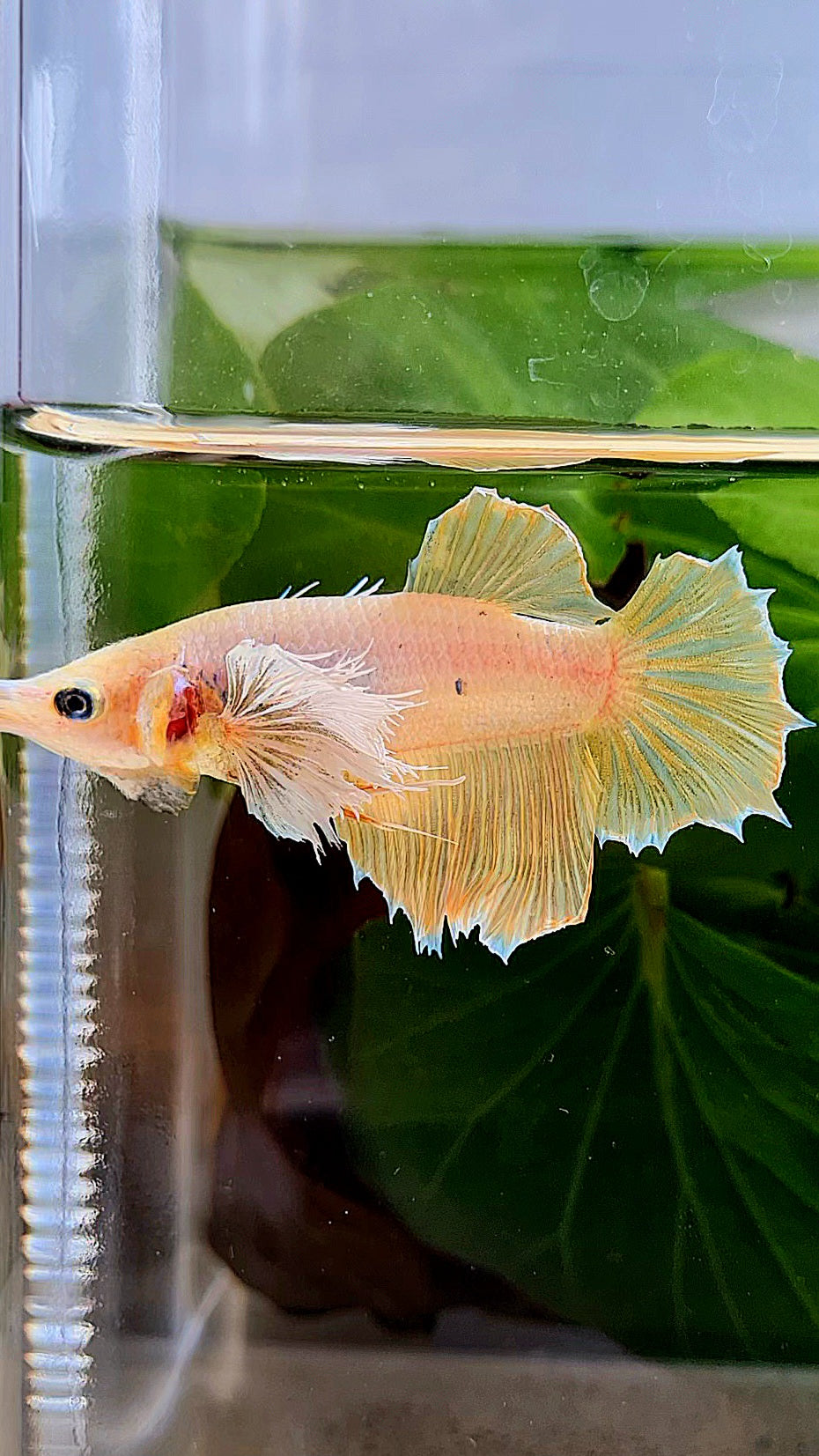 FEMALE HALFMOON DUMBO EAR YELLOW BETTA FISH