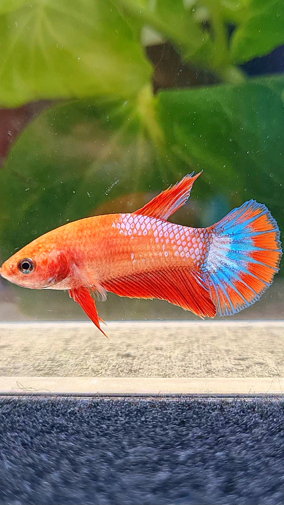 FEMALE HALFMOON RED FANCY FCCP BETTA FISH
