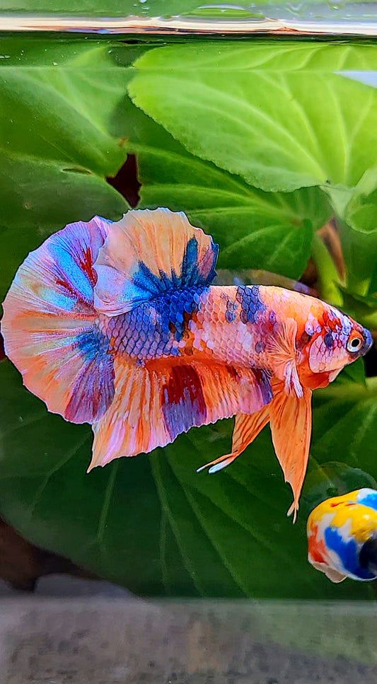 PLAKAT ORANGE PURPLE CANDY MULTICOLOR BETTA FISH